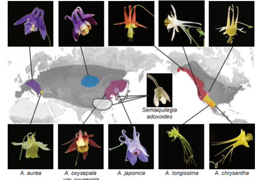 The International Team Of Scientists Uncovered One Aquilegia Chromosome Evolving Differently than the Rest