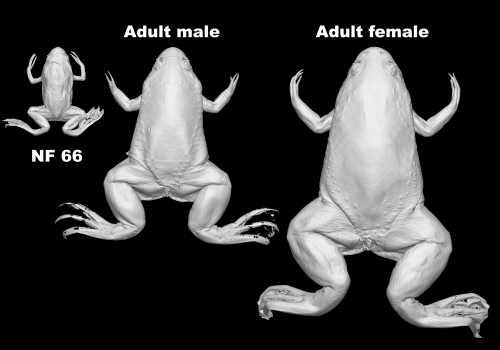 Metamorphosis by micro-CT: The fascinating transformation of the Xenopus frog in detailed 3D