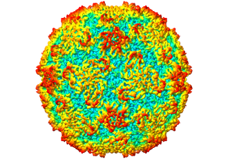 Rhinovirus_Fig2.png